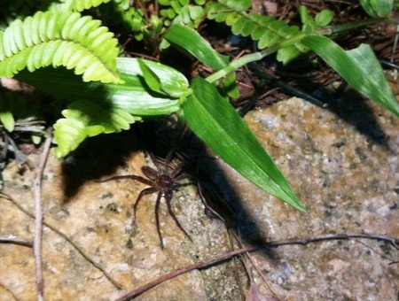 夜行生物探索 – 龍虎山篇