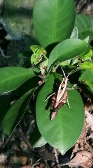 Nocturnal Wildlife Tour